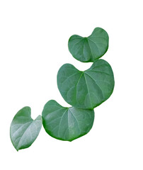 Green leaves isolated on white background with clipping path.