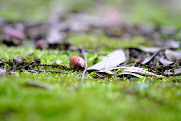 苔の上で寝るドングリ