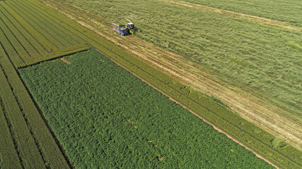 Farmers use harvesters to harvest oats in a field, North China