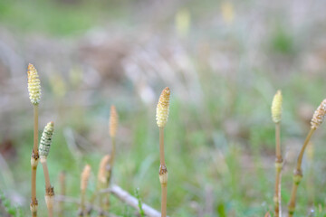 若いつくしのイメージ素材