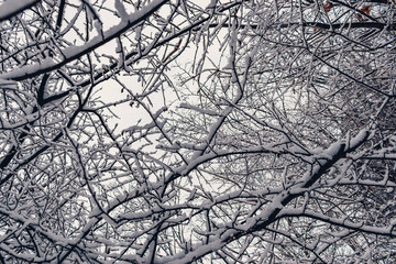 The branches of the trees are covered with white snow against the overcast sky. Winter landscape.