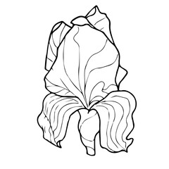Vector spring iris flower. There are black lines on a white background. It is picture for coloring.