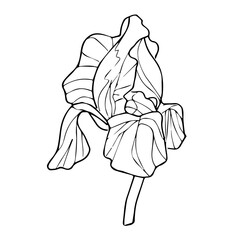Vector spring iris flower. There are black lines on a white background. It is picture for coloring.