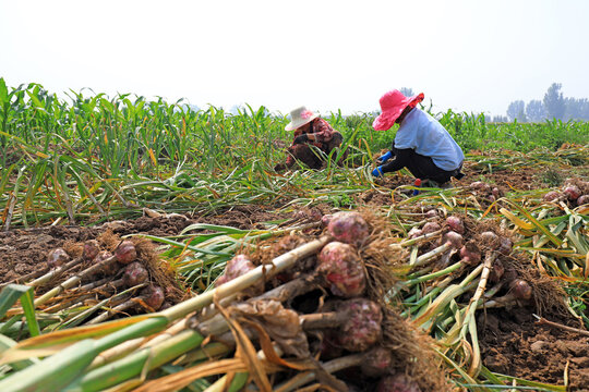Farmers are harvesting garlic in the fields on a farm