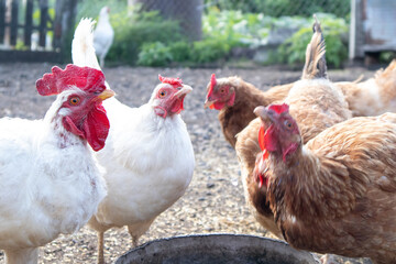 Feeding hens and roosters on farm in countryside. Agriculture industry and farming.