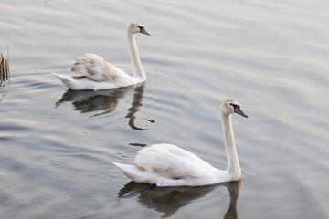 Beautiful swan birds float on the water of the lake.
