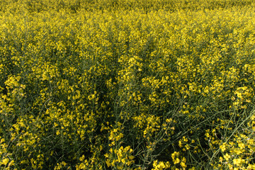 Fototapeta premium Oilseed Rapeseed field with yellow Flowers