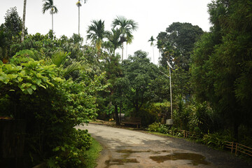 Empty winding gravel footpath through green forest in village of deciduous trees illuminated by sunbeams in mist. Beautiful summer landscape of clean country road surrounded by plant under cloudy sky.