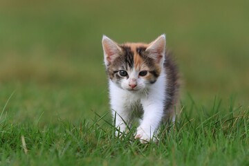 Naklejka na ściany i meble cute colorful kitten in the grass. Felis silvestris catus. Portrait of a cute colorful kitten. 
