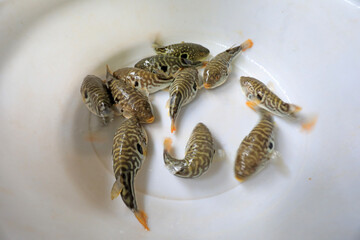 Fresh puffer fish, close up