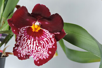 A close-up of a unique dark claret red fragrant orchid flower with white vein pattern and long green narrow leaves isolated on a white background
