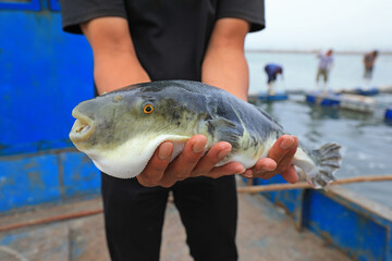 Workers are catching puffer fish on a farm， North China