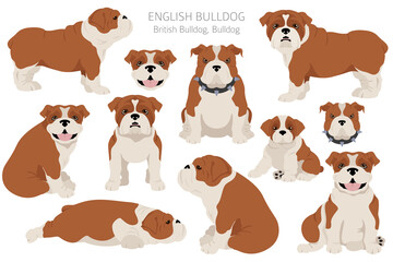 Fototapeta premium English bulldog clipart. Different poses, coat colors set.