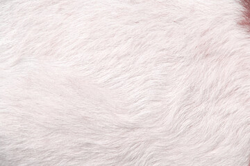 Fur goat  texture abstract white with brown background