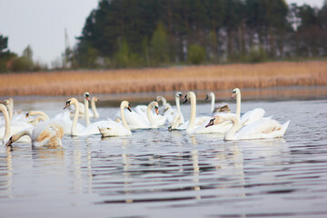 A flock of white swans floating on the reflective water of the lake.