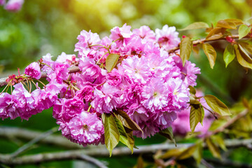 Japanese cherry blossoms on a green natural background
