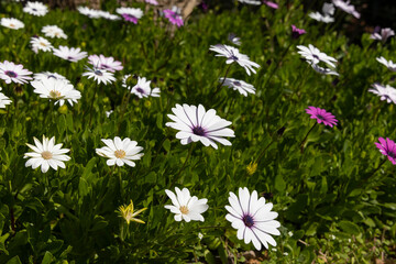 beautiful spring flowers in the nature