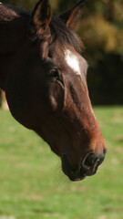 English horses at a stable in united kingdom