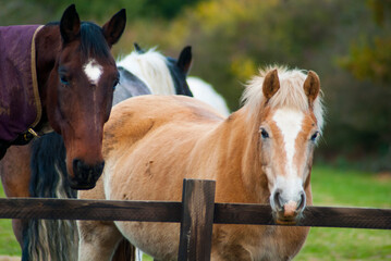 English horses at a stable in united kingdom