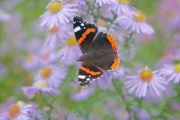Butterfly on Marguerite Daisy