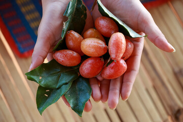 Croton tiglium in my hand looks delicious. Sour fruit © Core