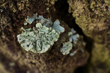 lichen Parmelia macrophotography. moss that grows on trees