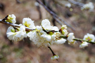 湯河原梅林　白梅の枝　満開と蕾