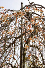 湯河原梅林　梅の木全体