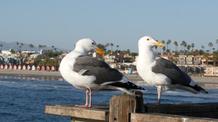Seagull on wooden pier railings. Bird close up and palm trees in Oceanside. California waterfront pacific ocean tropical beach resort, USA. Summertime sea coastline vacations. Beachfront houses.