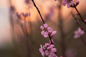 Branch with pink sakura blossoms at sunset. Beauty of nature. Spring, youth, growth concept.