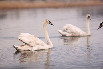 Two white swans float on the reflective water of the lake.
