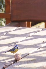 blue tit on a wooden table in the garden 
