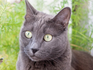 Close-up of a cat of the gray blue breed looking distantly to the side. Behind the blurred green background