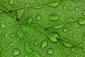 Wood leaf background with water drops close up. Natural background. 