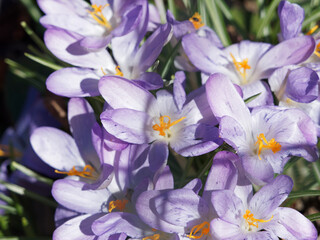 (Crocus Tommasinianus ou sativus)  Gros plan sur fleur de crocus de Thomas aux t&eacute;pales couleur lilas , &eacute;tamines jaune or, anth&egrave;res orang&eacute;