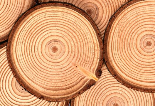 tranches de bois