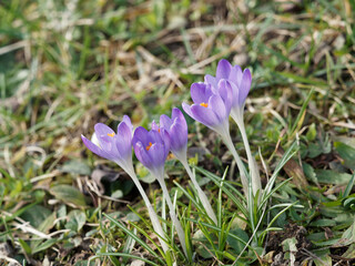 Touffes de crocus de Thomas (Crocus Tommasinianus ou sativus) à tépales sur tige blanche, dressés,  lavande à lilas, revers plus clair, étamines jaune, anthères orangé