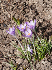 Touffes de crocus de Thomas (Crocus Tommasinianus ou sativus) à tépales soudés, couleur lilas aux marges plus foncé, étamines jaunes, fines feuilles linéaires vertes avec bande centrale blanc argenté