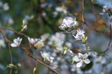 White flowers, Bauhinia variegata, orchid tree, camel's foot plant, Bauhinia variegata are a family of Fabaceae.