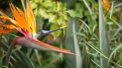 Strelitzia bird of paradise tropical crane flower, California USA. Orange exotic vivid floral...