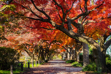 Fototapeta premium 小石川植物園 紅葉