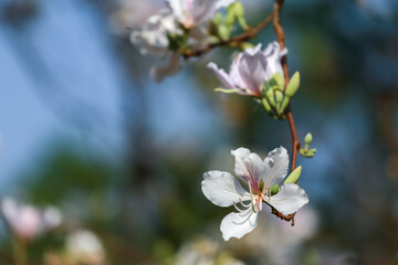 White flowers, Bauhinia variegata, orchid tree, camel's foot plant, Bauhinia variegata are a family of Fabaceae.