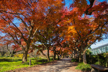 小石川植物園　紅葉