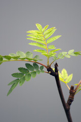 branch with leaves