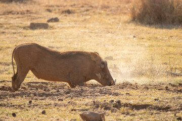 Warthog,  Pilansberg National Park, South Africa