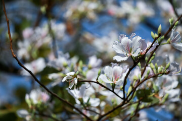 White flowers, Bauhinia variegata, orchid tree, camel's foot plant, Bauhinia variegata are a family of Fabaceae.