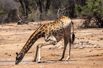 Obraz na płótnie Canvas Giraffe drinking water, Kruger National Park, South Africa