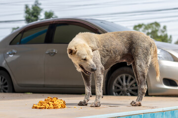 A stray dog eating snacks.