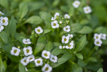 Lobularia maritima or Alyssum maritimum