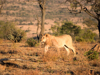 Fototapeta na wymiar Lion, Pilansberg National Park, South Africa